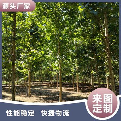 法桐苗木暢銷(xiāo)全國(guó)，優(yōu)質(zhì)基地助力綠化建設(shè)