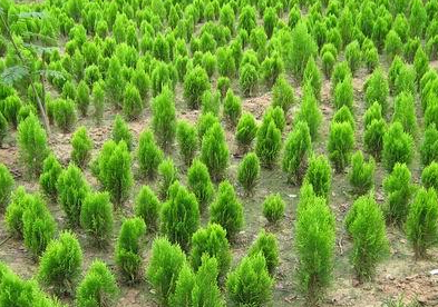 山西苗木產業前途迷茫，轉型創新路在何方？